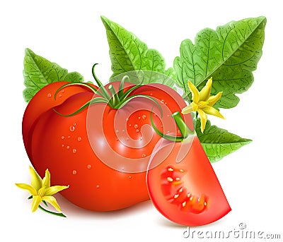 Red ripe tomatoes Vector Illustration