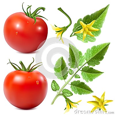 Red ripe tomatoes. Vector Illustration