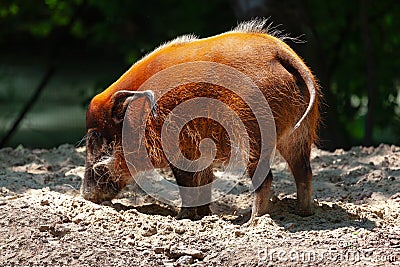 Red river hog animal Stock Photo