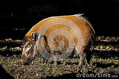 Red river hog eating grass in the field Stock Photo