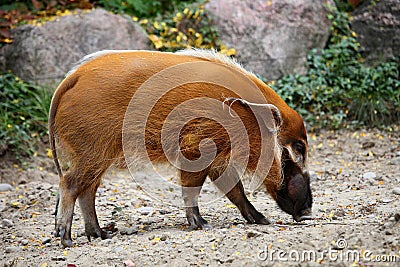 Red river hog Stock Photo