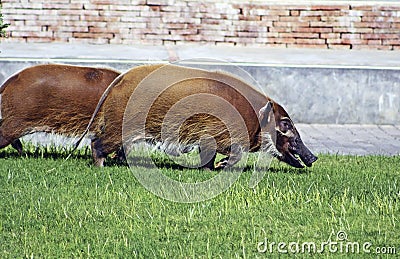 Red river hogs Stock Photo