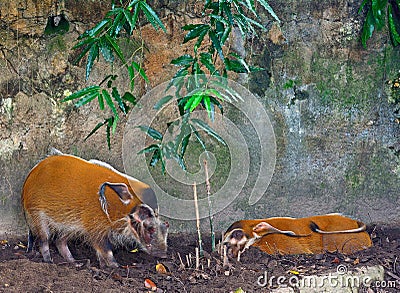 Red river hogs Stock Photo