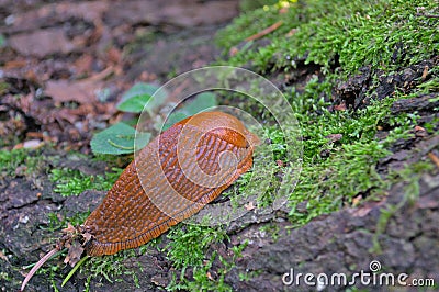 Red roadside slug, Spanish slug hid in the forest on moss. Stock Photo