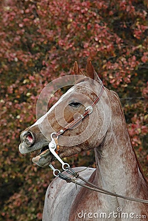 Red roan horse Stock Photo