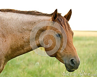 Red Roan Stallion Stock Photo