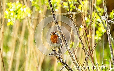 Red Robin, red breast bird visiting a garden in Ireland Stock Photo