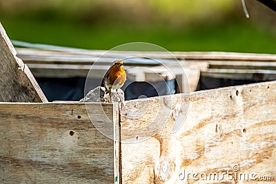 Red Robin, red breast bird visiting a garden in Ireland Stock Photo