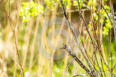 Red Robin, red breast bird visiting a garden in Ireland Stock Photo