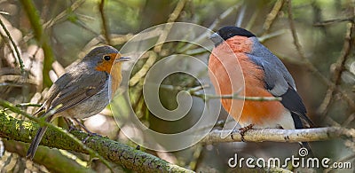 Red Robin and common bullfinch birds close up Stock Photo