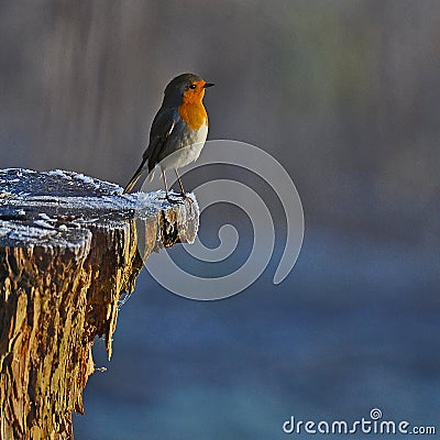 Red Robin in white winter Stock Photo