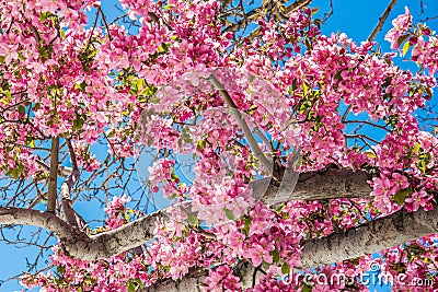 Cherry blossom trees at Red Rock Canyon Open Space Colorado Springs Stock Photo