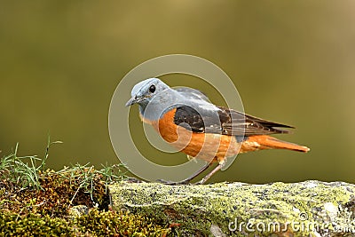 Red rock chick on the stone observing the territory Stock Photo