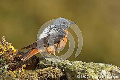 Red rock chick on the stone observing the territory Stock Photo