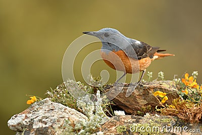 Red rock chick on the stone observing the territory Stock Photo