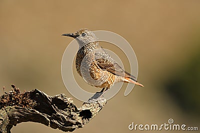 Red rock chick on the stone observing the territory Stock Photo