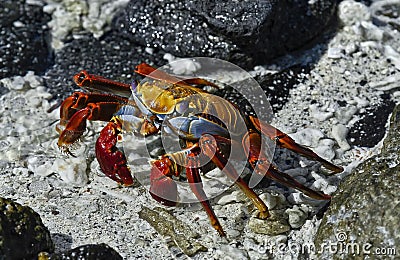 Red Rock Crab, Galapagos Islands, Ecuador Stock Photo