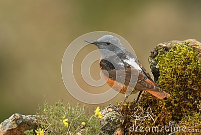 Red rocker in the Sierra de Gredos. Spain Stock Photo