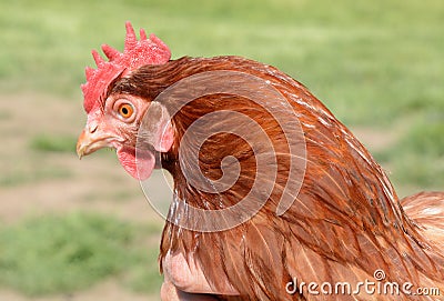 Red Rooster Stock Photo