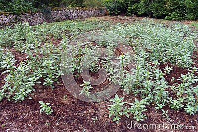 The red-root amaranth (Amaranthus retroflexus) in a fallow field Stock Photo