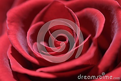 Red rose Stock Photo