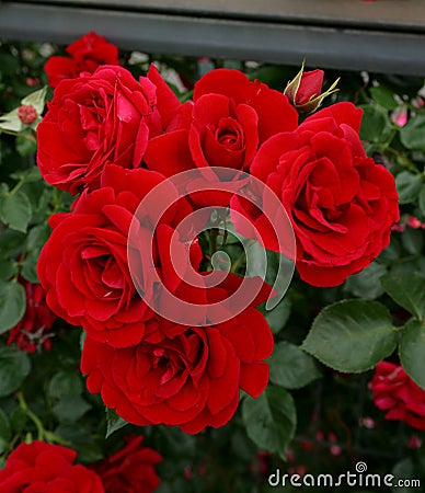 Red rose Stock Photo