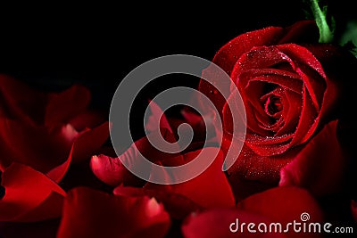 Red rose Stock Photo