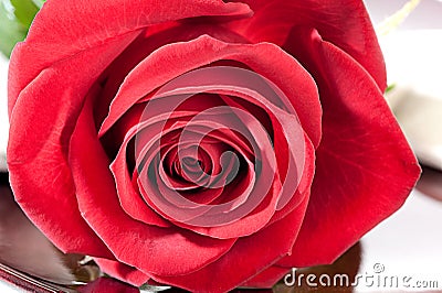 Red rose Stock Photo