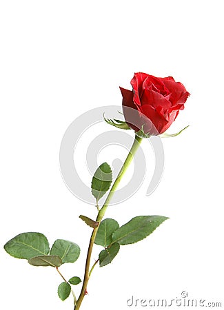 Red rose Stock Photo