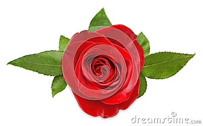 Red rose Stock Photo