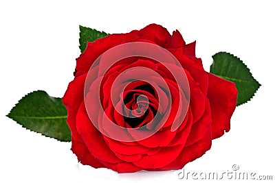 Red rose Stock Photo