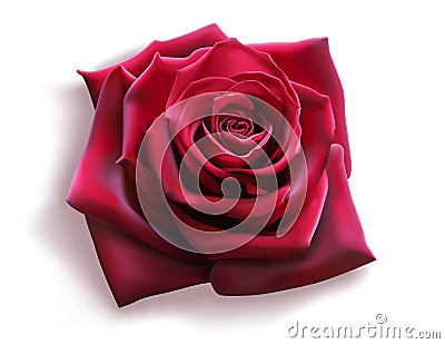 Red Rose Vector Illustration