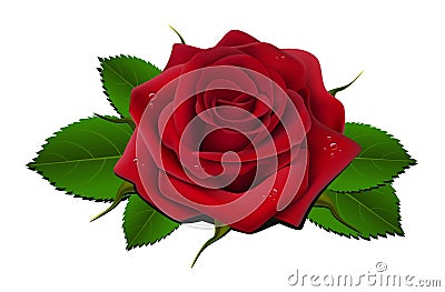 Red rose Cartoon Illustration