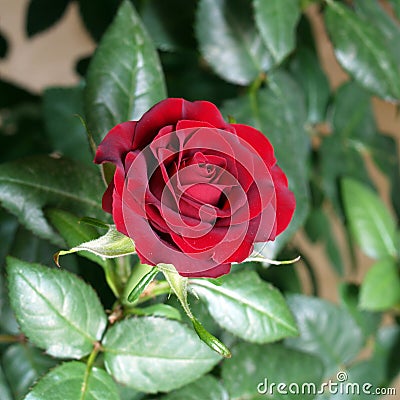 Red rose Stock Photo