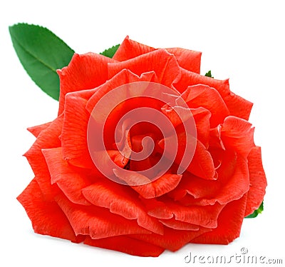 Red rose Stock Photo