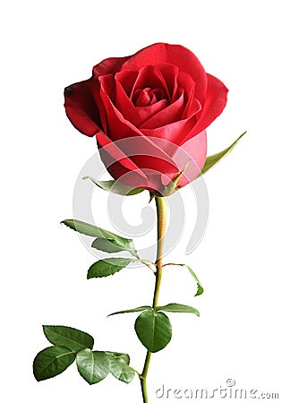 Red rose Stock Photo