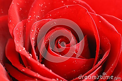 Red Rose Stock Photo