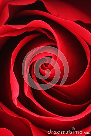 Red Rose Stock Photo