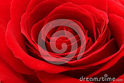 Red rose. Background Stock Photo