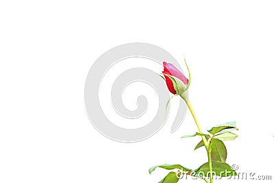 Red rose background, bud flower Stock Photo