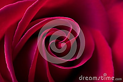 Red rose background - natural flower closeup Stock Photo