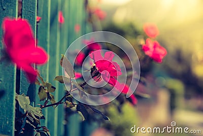 Red rose in backyard, beautiful bokeh Stock Photo