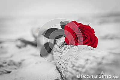 Red rose on the beach. Color against black and white. Love, romance, melancholy concepts. Stock Photo