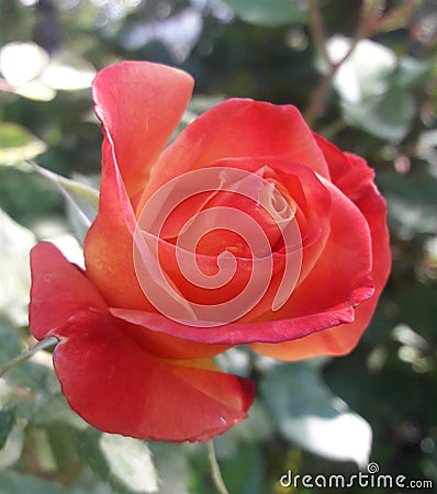 Red rose Stock Photo