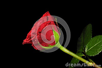 Red rose on the black background Stock Photo