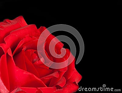 Red rose on black background, valentine day and love concept Stock Photo