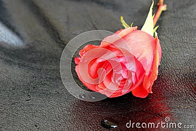 Red Rose on Black Leather Stock Photo