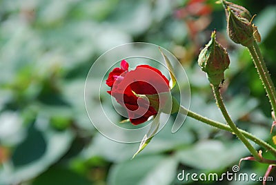 Red Rose almost Blooming and closed Buds Stock Photo