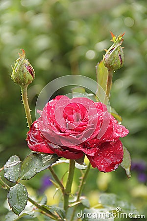 Red rose blossoming in garden after rain. Beautiful flower closeup blooming in garden Stock Photo