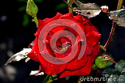 Red Rose Stock Photo